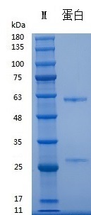 Recombinant Anti-Human CD3 mAb (Cat. No. C00404) SDS-PAGE under reducing (R) & Non-reducing conditions. The gel was stained with C00404 SDS-PAGE.