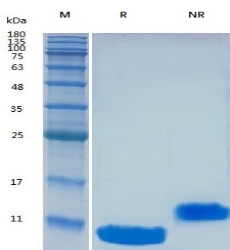 Recombinant Human EGF (Cat. No. Y00801) SDS-PAGE under reducing (R) & Non-reducing condition. The gel was stained with Y00801 SDS-PAGE.