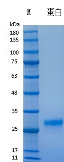 Recombinant Human FGF9 (Cat. No. Y01001) SDS-PAGE (under reducing (R) & Non-reducing conditions. The gel was stained with Y01001 SDS-PAGE.