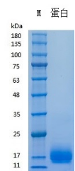 Recombinant Human PDGF-BB (Cat. No. Y03411) SDS-PAGE under reducing (R) & Non-reducing conditions. The gel was stained with Y03411 SDS-PAGE.