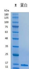 Recombinant Human TGF-β1 (Cat. No. Y04201N) SDS-PAGE under reducing (R) & Non-reducing condition. The gel was stained with Y04201.