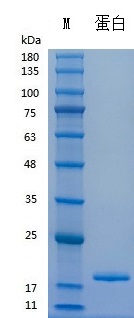 Recombinant Human TNFα (Cat. No. Y04401) SDS-PAGE under reducing (R) & Non-reducing conditions. The gel was stained with Y04401 SDS-PAGE.