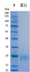 Recombinant Human VEGF165 (Cat. No. Y04701) SDS-PAGE under reducing (R) & Non-reducing conditions. The gel was stained with Y04701 SDS-PAGE.